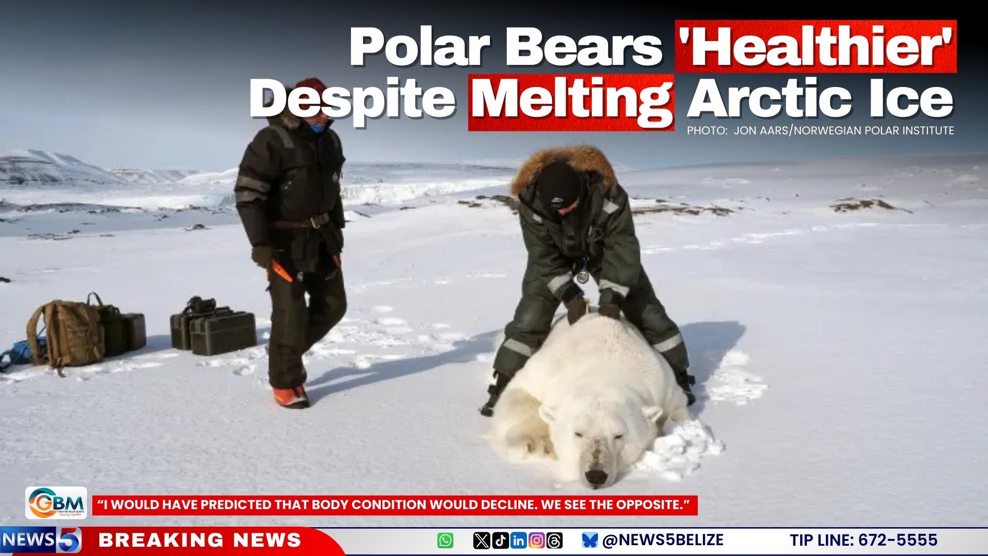 Polar Bears ‘Healthier’ Despite Melting Arctic Ice