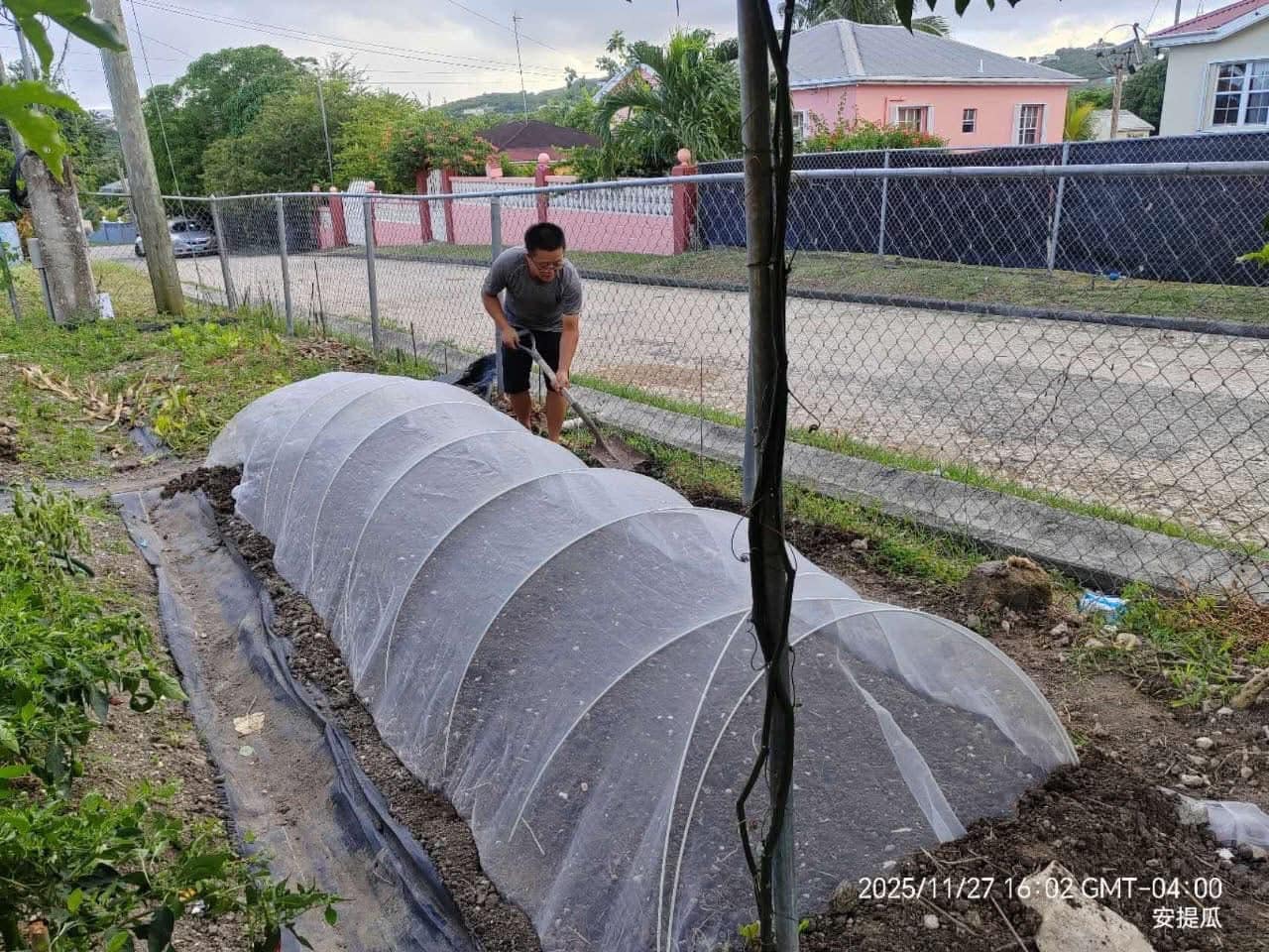 Antigua Tests Simple Net System That Keeps Bugs Out and Food Chemical-Free