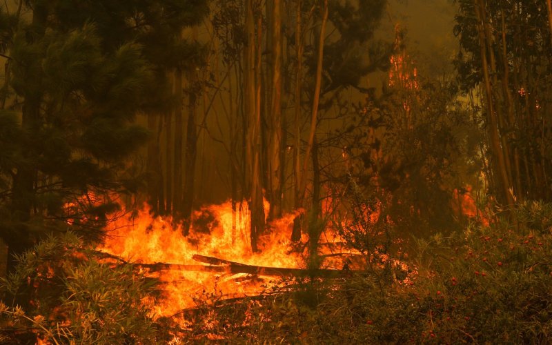 Chilean authorities expect severe toll from forest fires