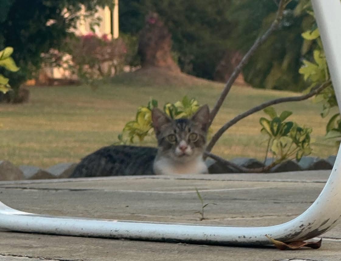 Missing Cat That Went Viral Found Safe, Reunited With Owners