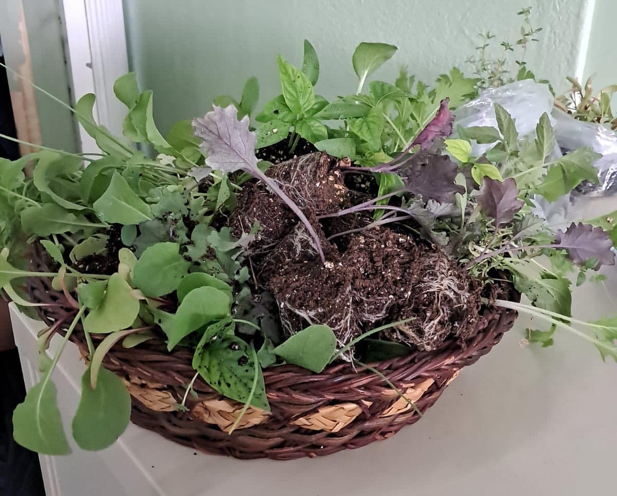 Seedling Distribution Boosts Backyard Gardening Efforts in Barbuda