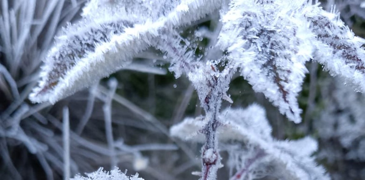 The “fridge” struck again: Valle Nuevo woke up almost below zero and covered in white.