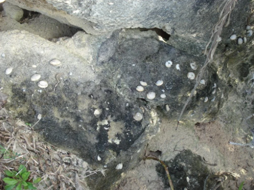 UK zoo says tiny snail ‘back from brink’ of extinction