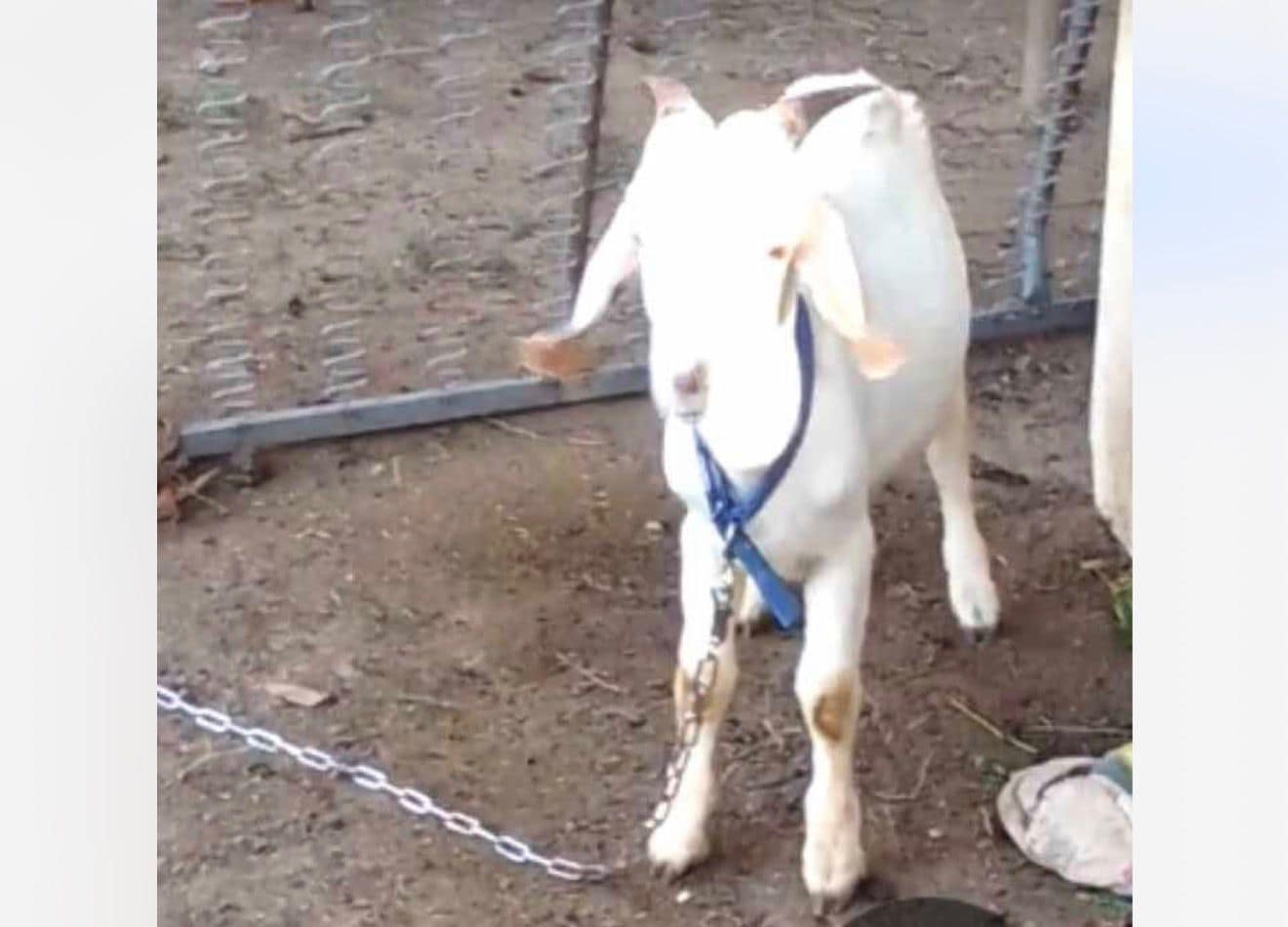 Mother Says Son’s Pet Goat Was Stolen in Bolans