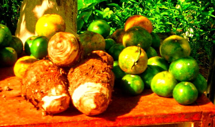 PM urges a healthier diet to reduce chronic non-communicable diseases in Dominica