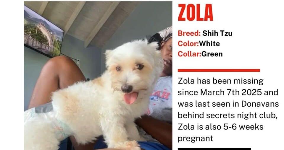$1,000 Reward Offered for Missing Pregnant Dog Zola