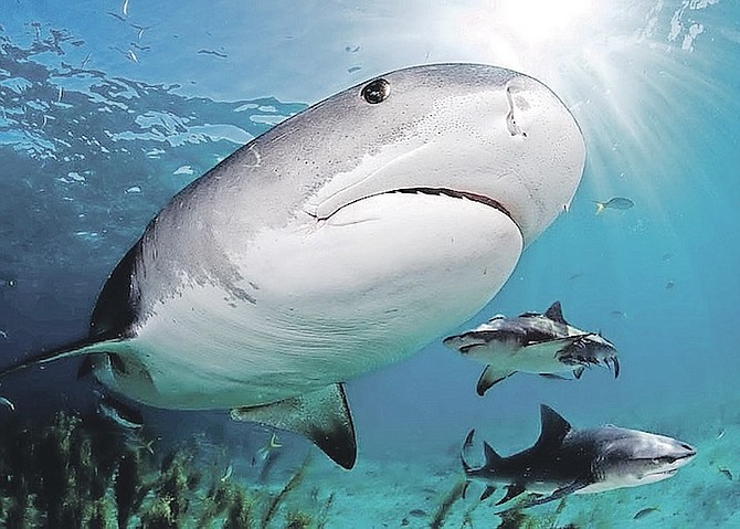 Cocaine and caffeine found in reef sharks off Eleuthera, study finds