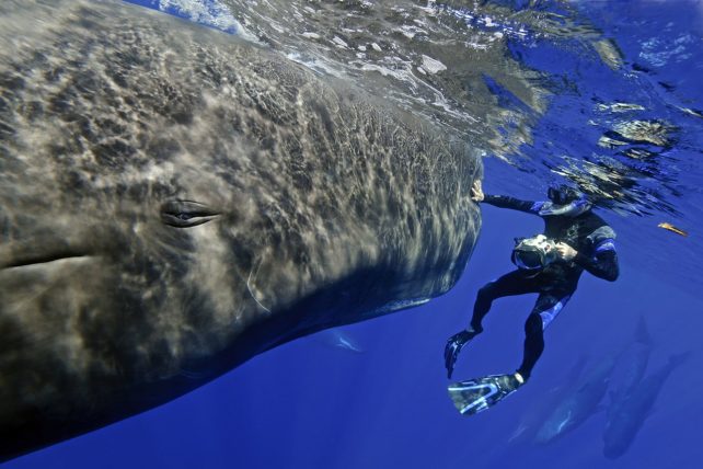 Dominica strengthens marine protection framework as new research highlights global importance of local sperm whale habitat