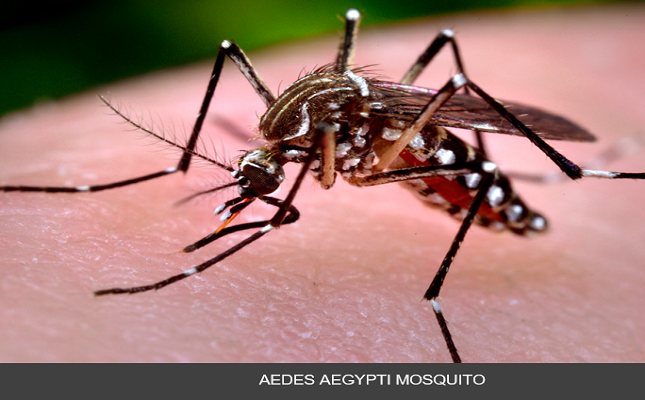 Yellow Fever detected in monkey in Trinidad and Tobago, health officials on alert