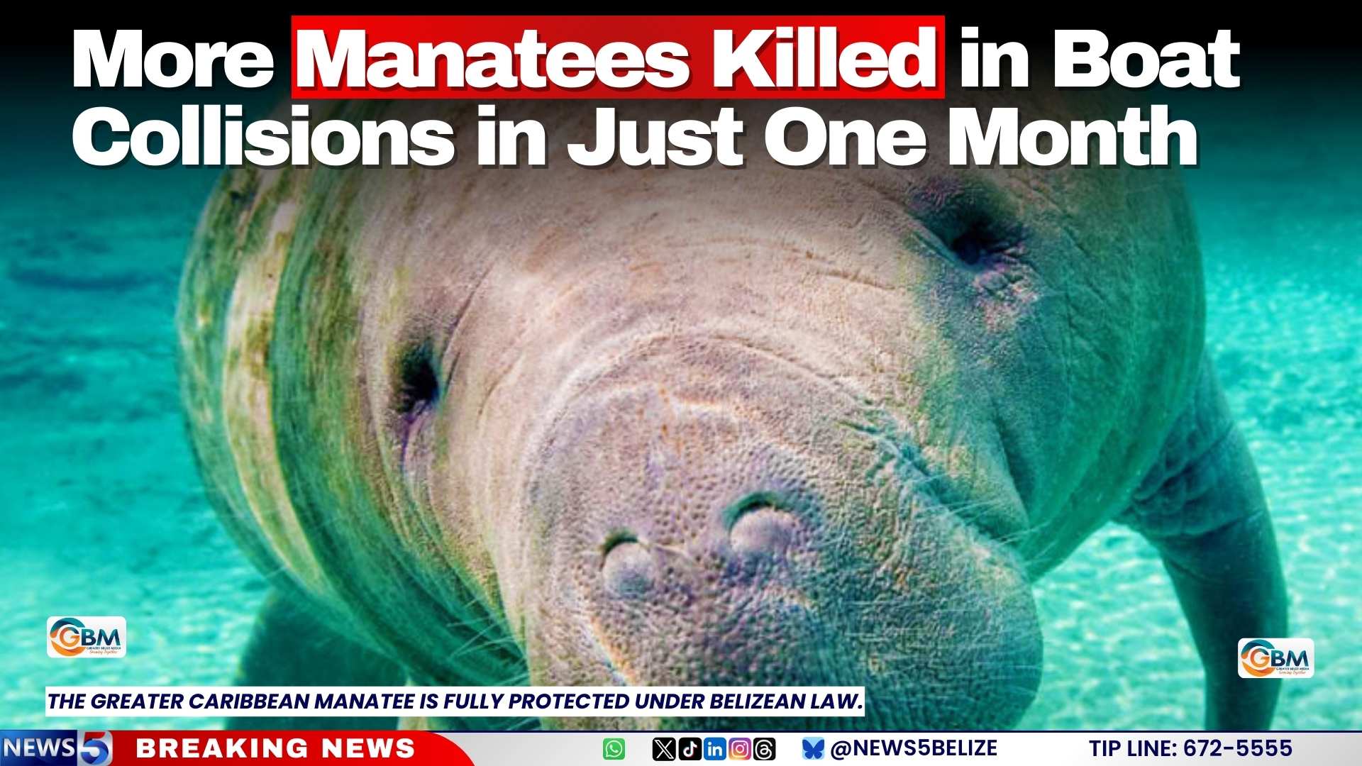 More Manatees Killed in Boat Collisions in Just One Month