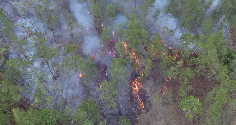 Forest fires, a constantly increasing problem in the Dominican Republic over the last six years