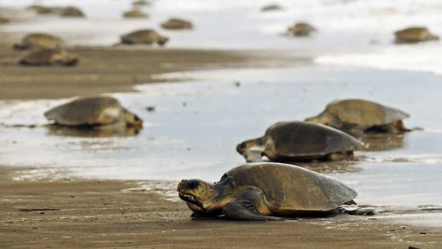 Dominican Republic will host international meeting on sea turtle conservation