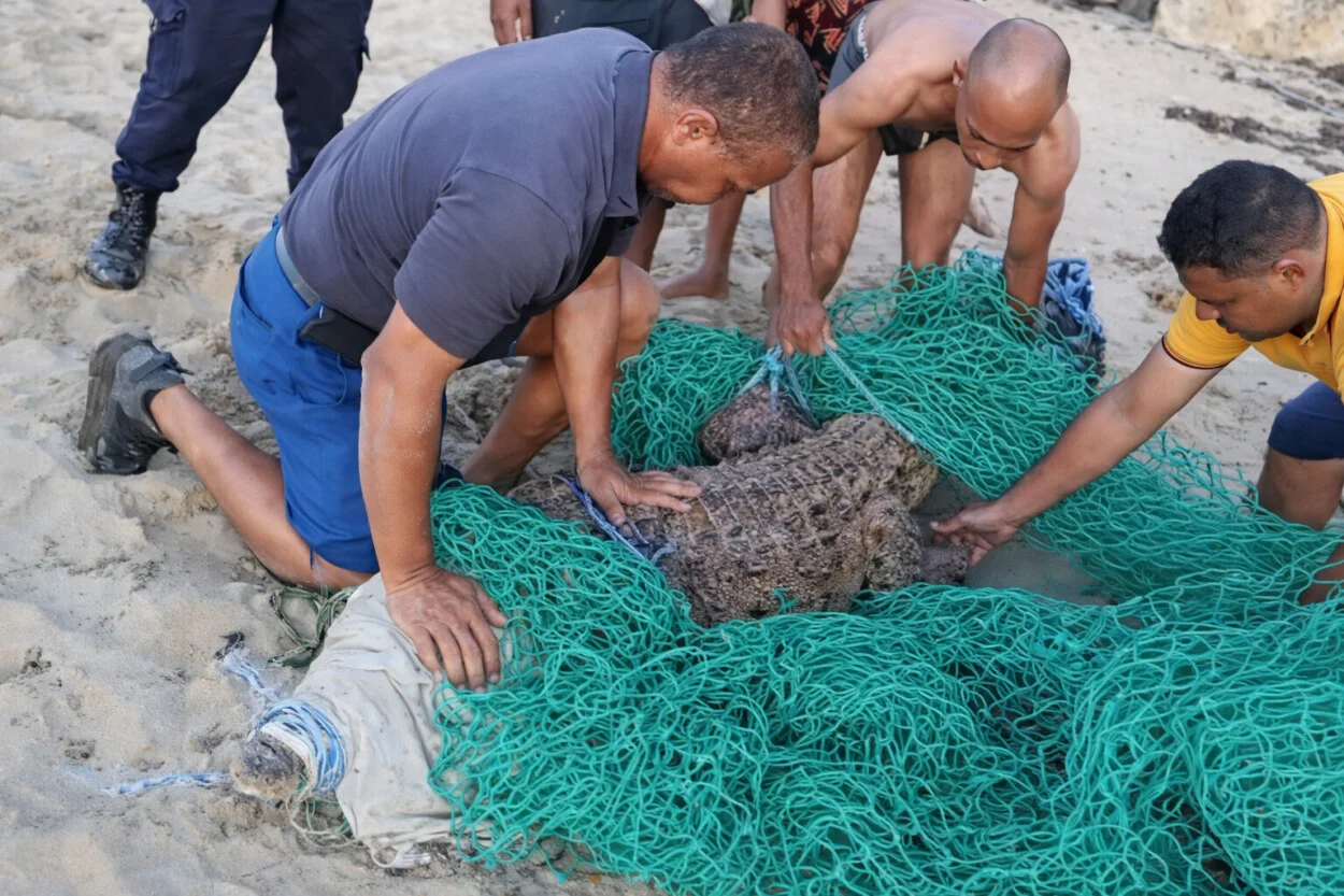 Ministry of Environment captures escaped crocodile in Puerto Plata