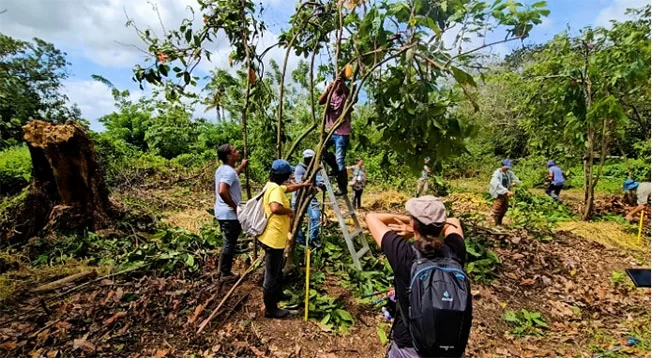 Duurzame cacao-boost geeft nieuw leven aan Surinaamse cacaosector