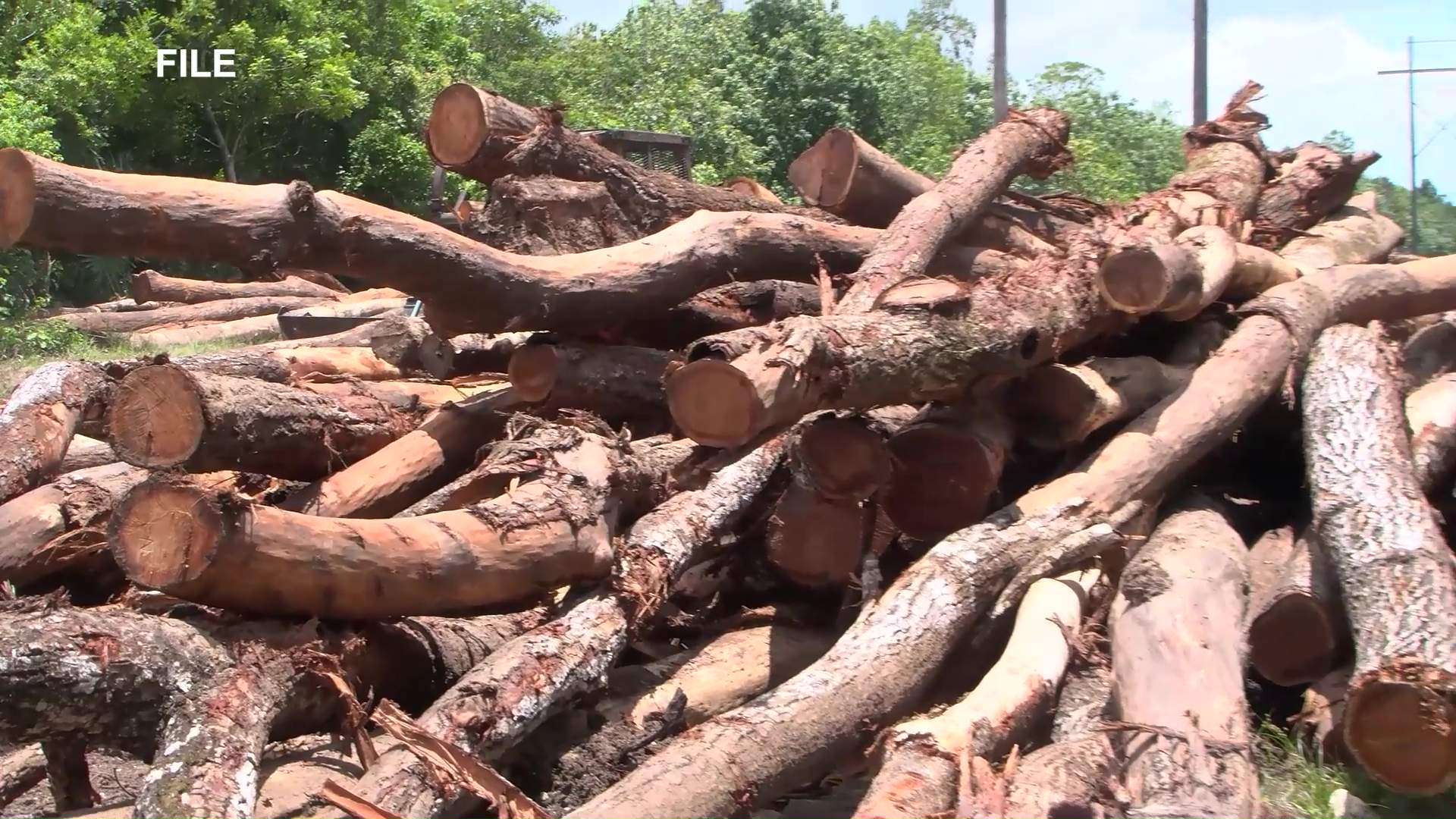 Chiquibul Sees Alarming Logging Resurgence