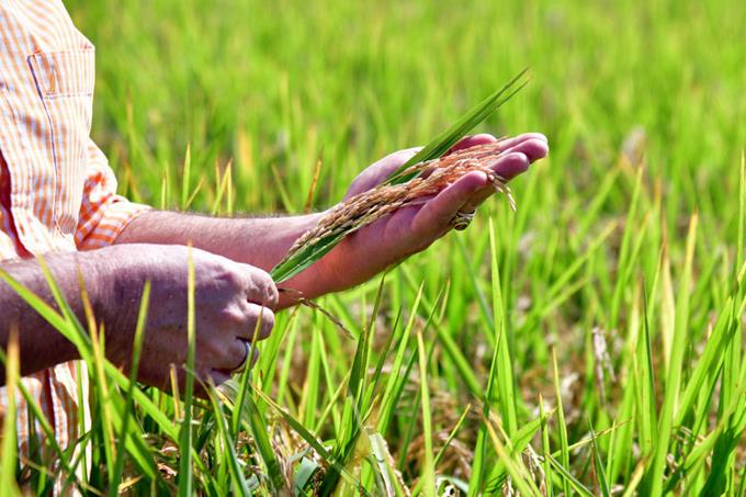 Dominican Republic becomes top rice producer in Caribbean and Central America