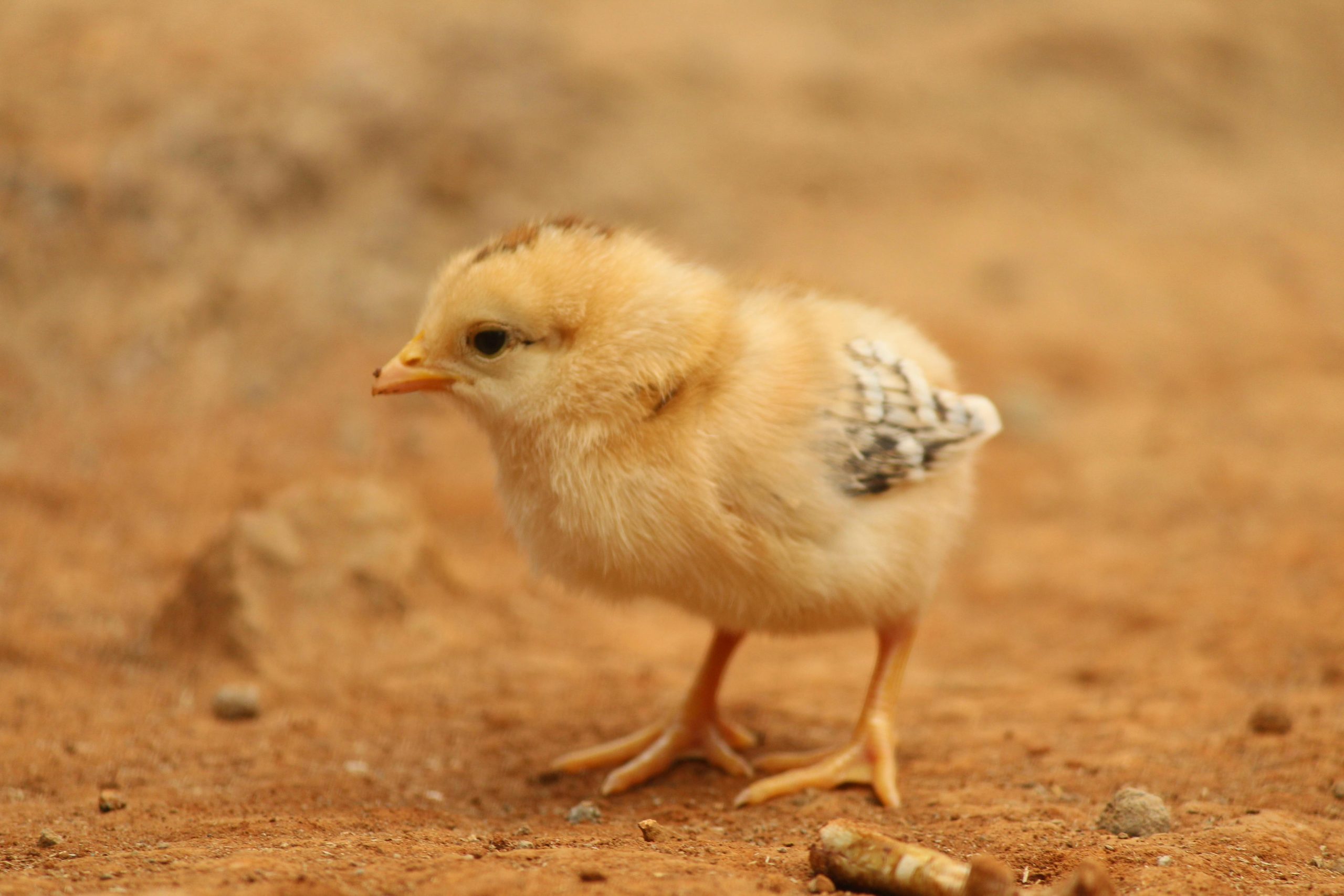 Flooding in Guayacanes kills more than 11,000 chicks after heavy rains