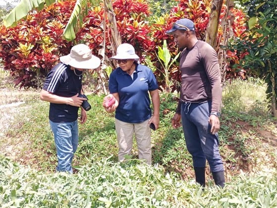 Antigua and Barbuda Strengthens Sweet Potato Research Under Regional Climate-Resilience Project