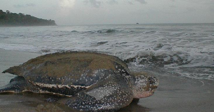 Funding freeze  threatens turtles