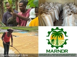 Haiti : Spring 2026 agricultural campaign, the Ministry strengthens support for producers