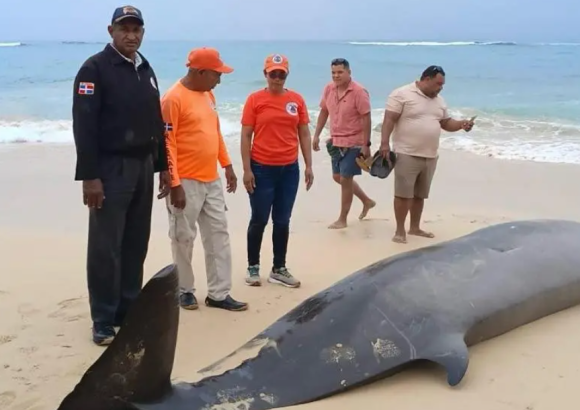Mesoplodon whale found dead on shore of Playa Grande