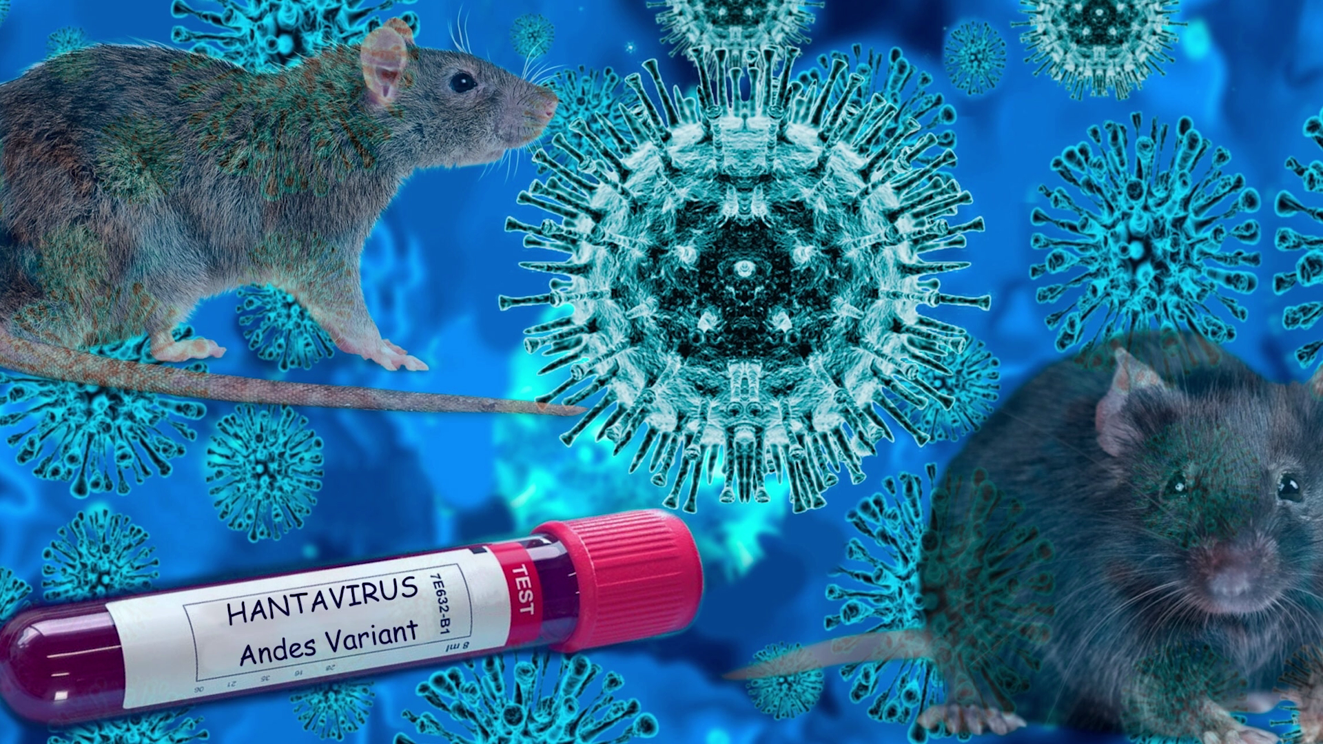 Hantavirus Outbreak at Sea Prompts Monitoring Across Caribbean Ports