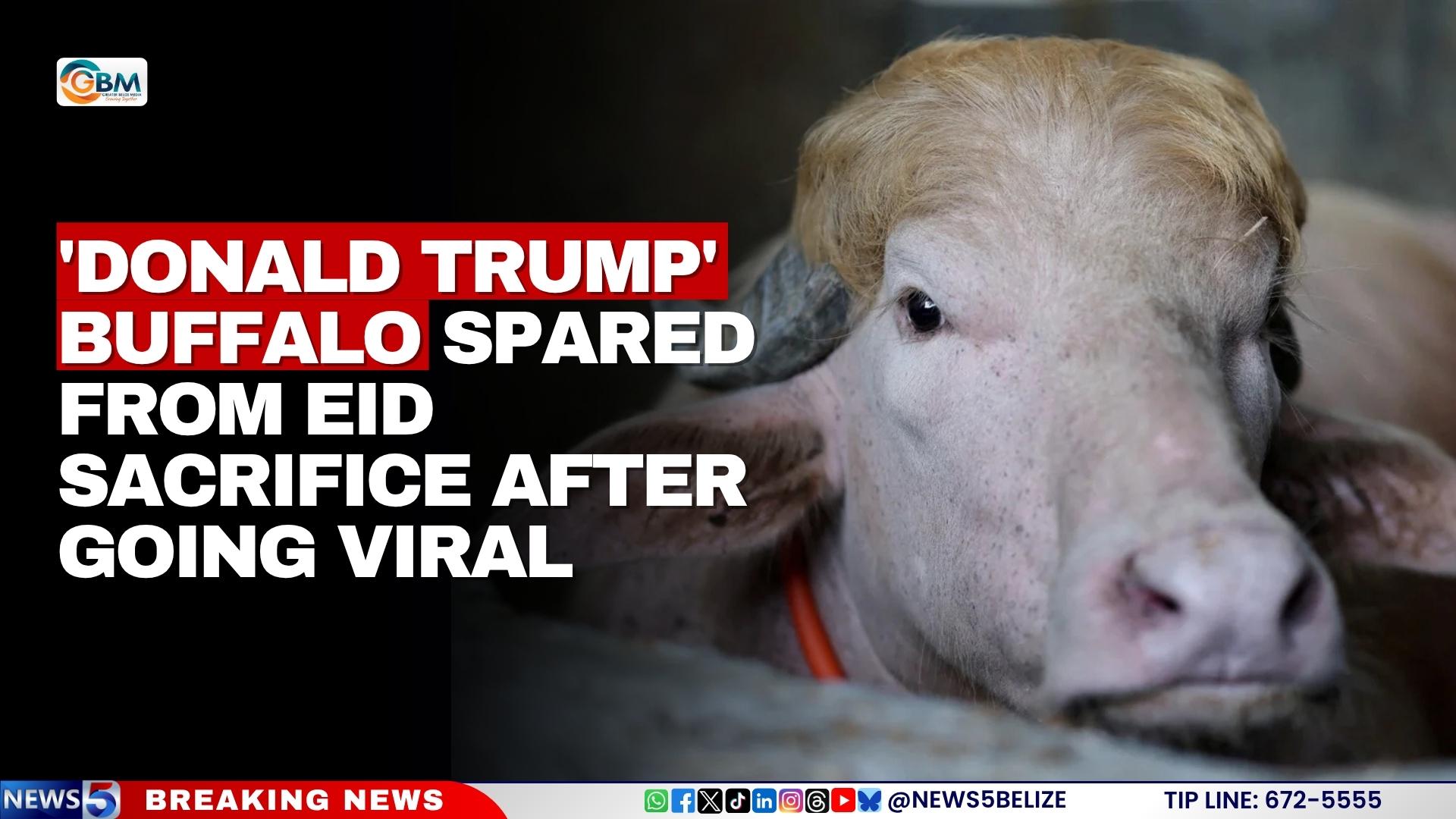 ‘Donald Trump’ Buffalo Spared from Eid Sacrifice After Going Viral
