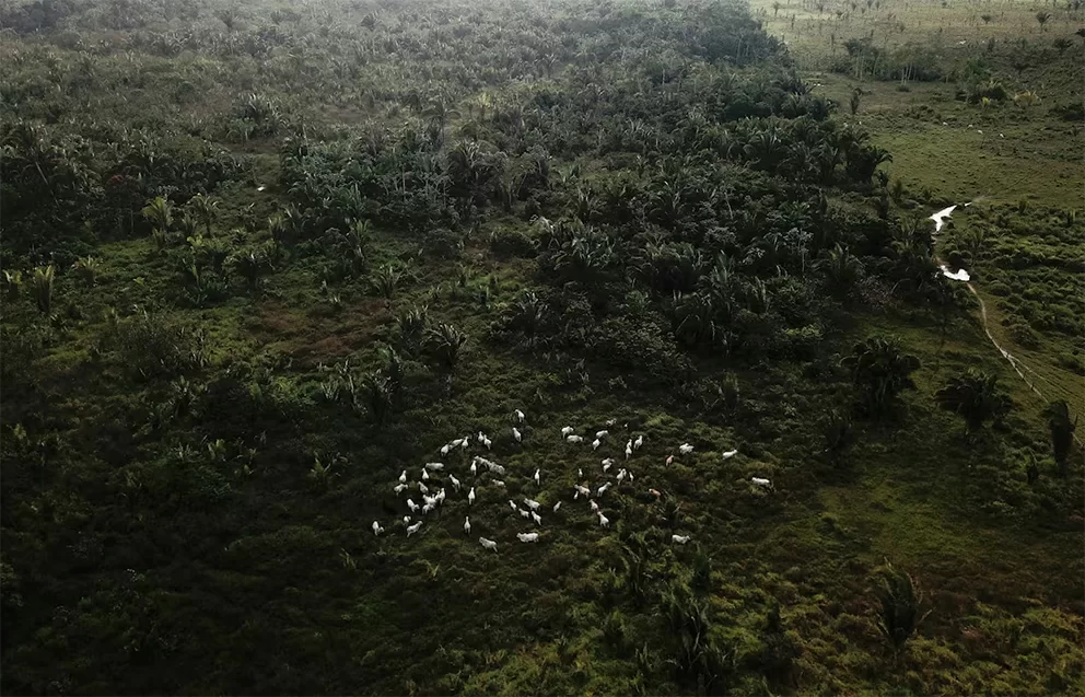 Veranderende consumptiegewoonten in China kunnen Amazone-regenwoud beschermen
