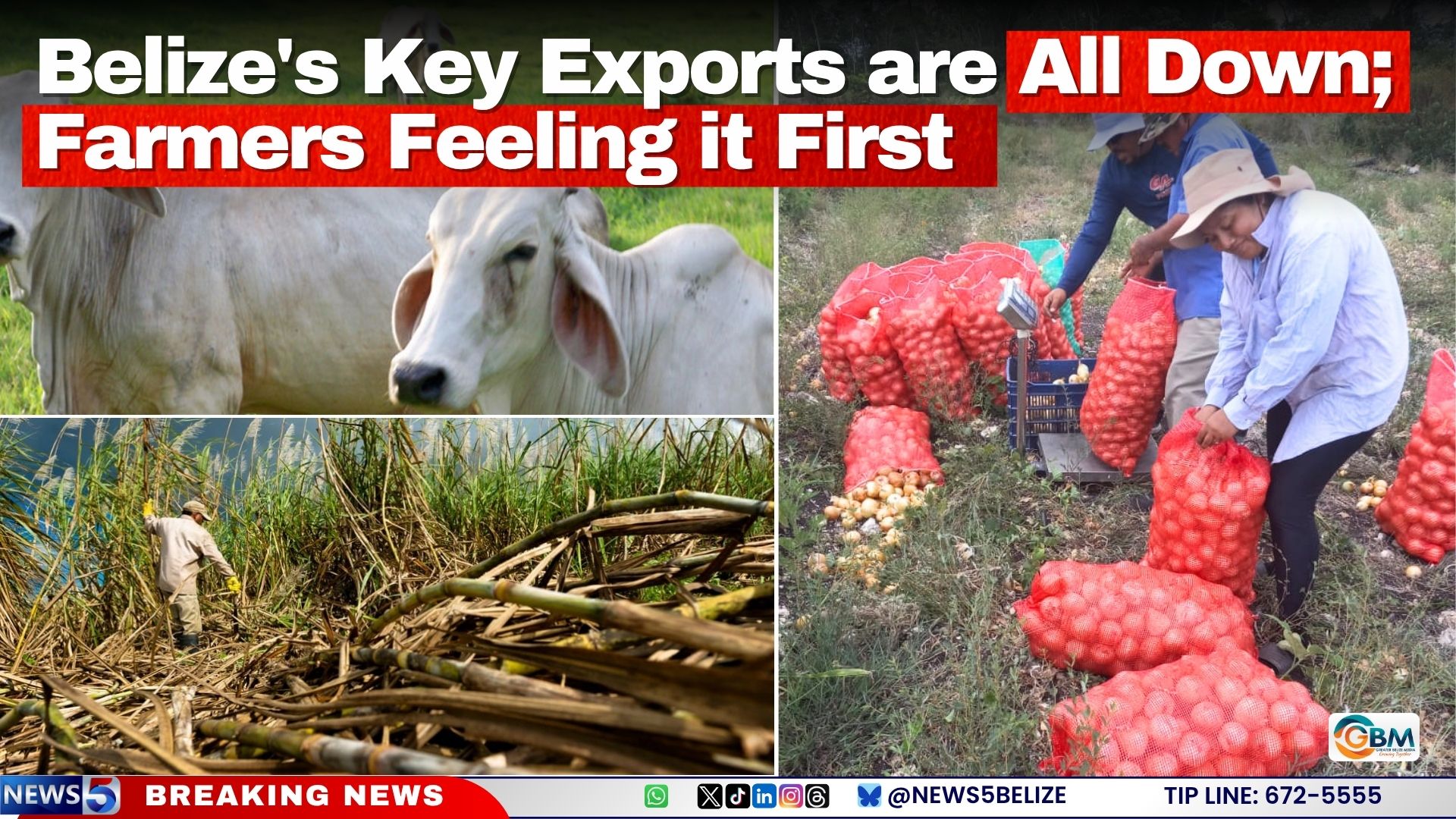 Belize’s Key Exports are All Down; Farmers Feeling it First