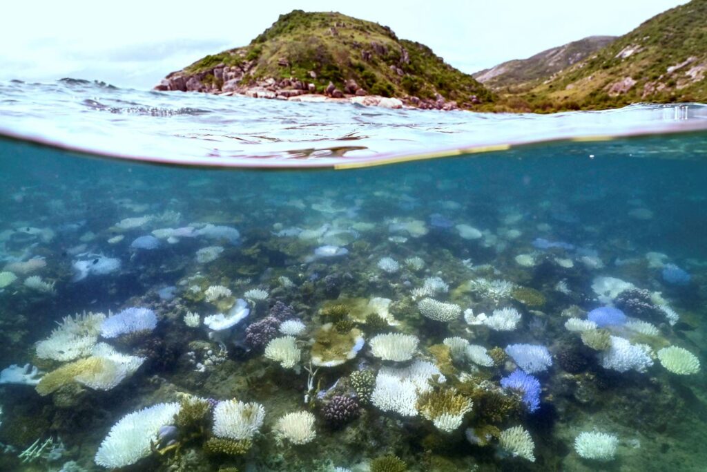 Coral scientists fear bleaching El Nino could bring devastation