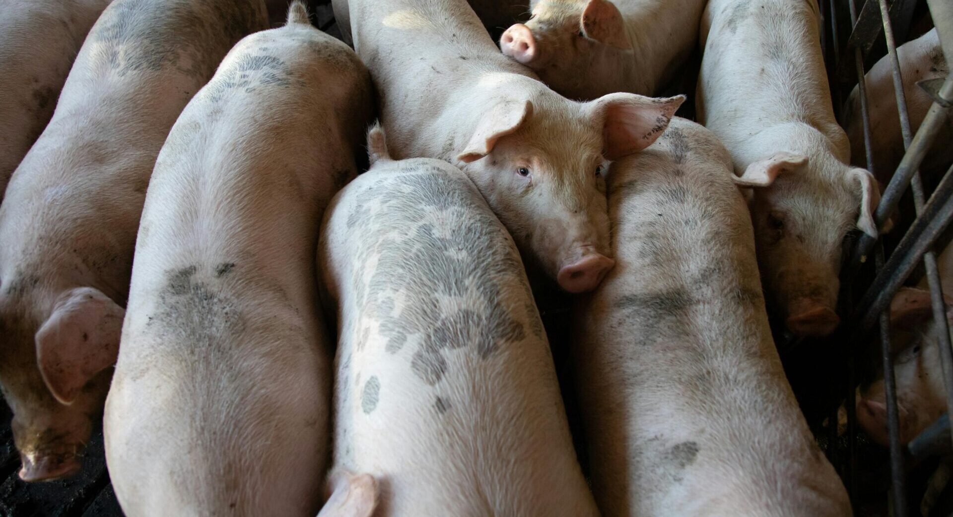 Dominica hosts regional African Swine Fever surveillance exercise