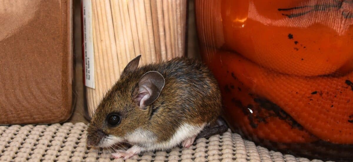 Health Ministry Says Hantavirus Risk in Antigua and Barbuda Remains Low After Cruise Ship Deaths
