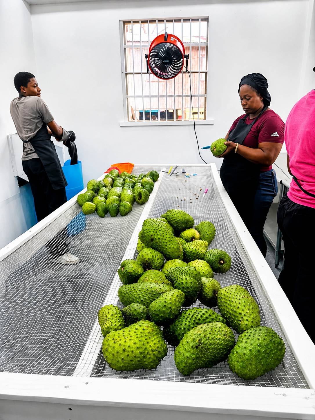 FAO support enables Grenada GLOBALG.A.P. Certification for Soursop