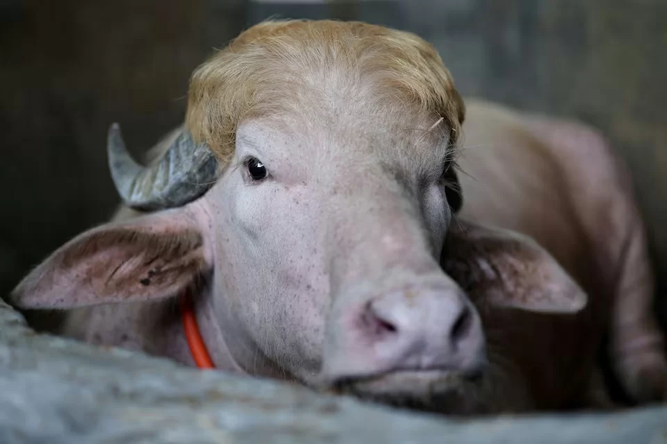 Zeldzame ‘Donald Trump’-buffel uit Bangladesh wordt sensatie rond Eid