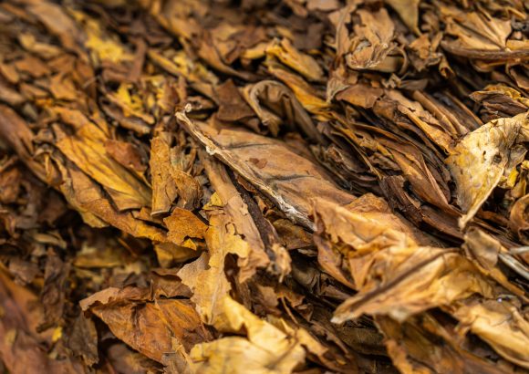 Tobacco exports generate $1.359 billion for Dominican Republic in 2025