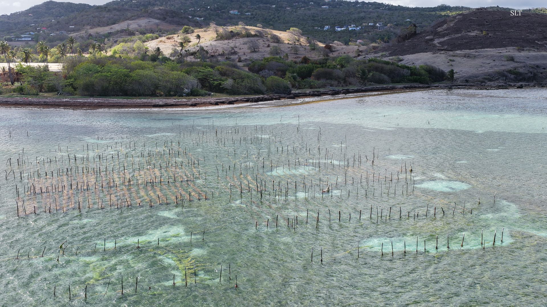 Project targets abandoned seamoss farms, pilots alternative cultivation system