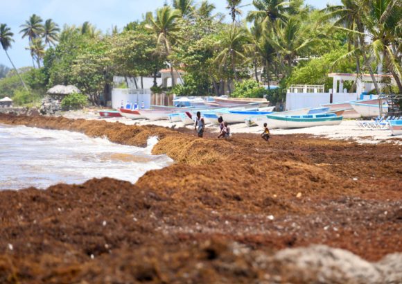 Sargassum covers the waters of the main Dominican beaches