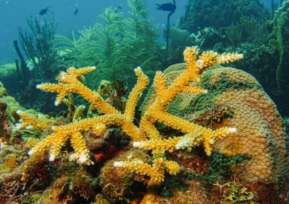 Dominican Republic to join Beata Submarine Ridge expedition