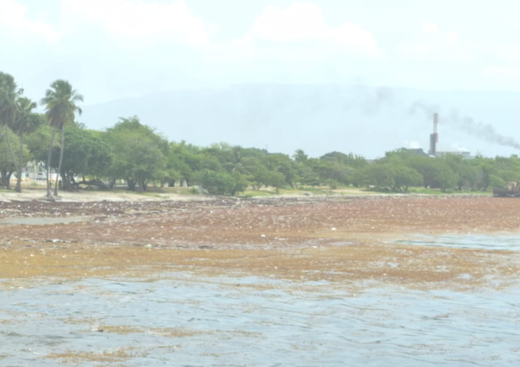 Authorities mobilize to remove sargassum from Barahona beaches