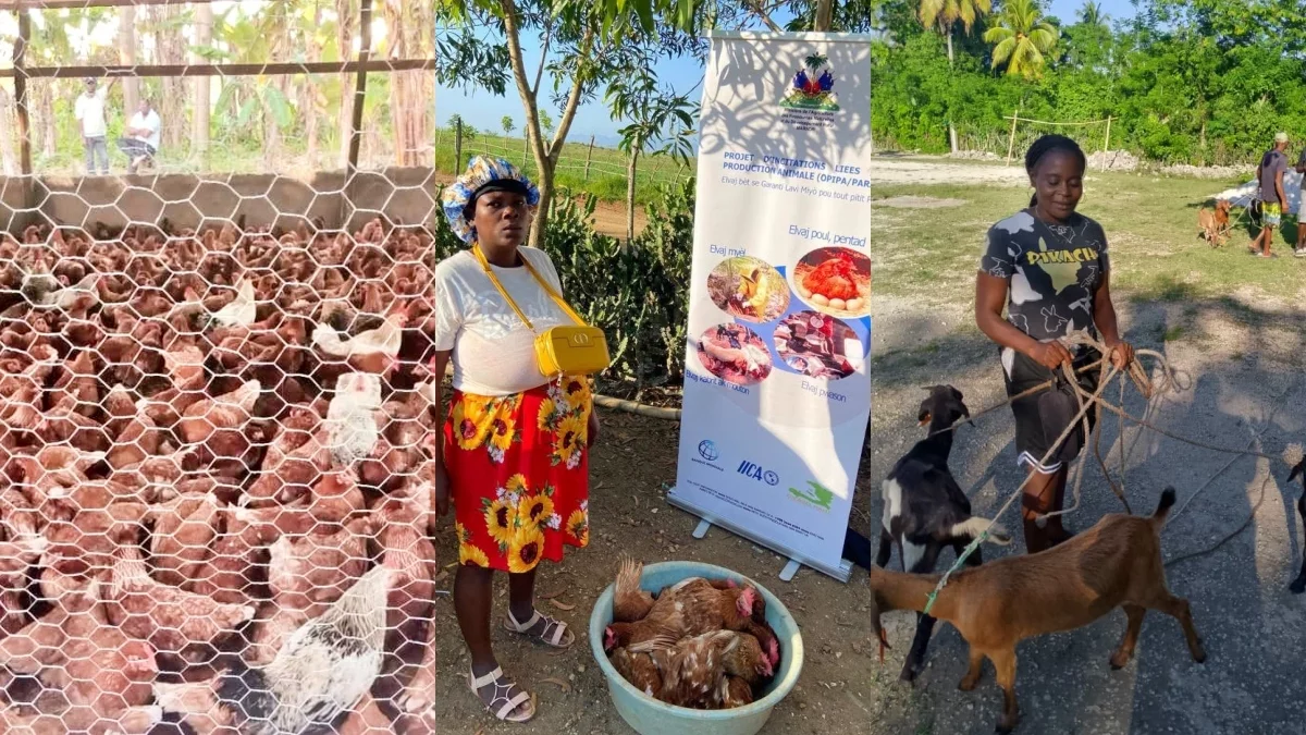 Revitalizing family livestock farming in Haiti in the face of food insecurity