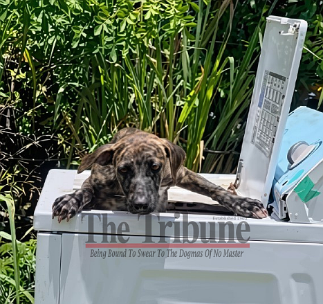 Dog abandoned in washer with rock on lid