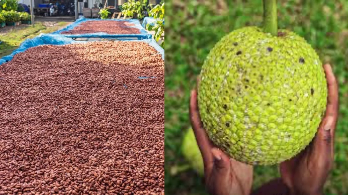 Cocoa and breadfruit, two promising sectors in Haiti