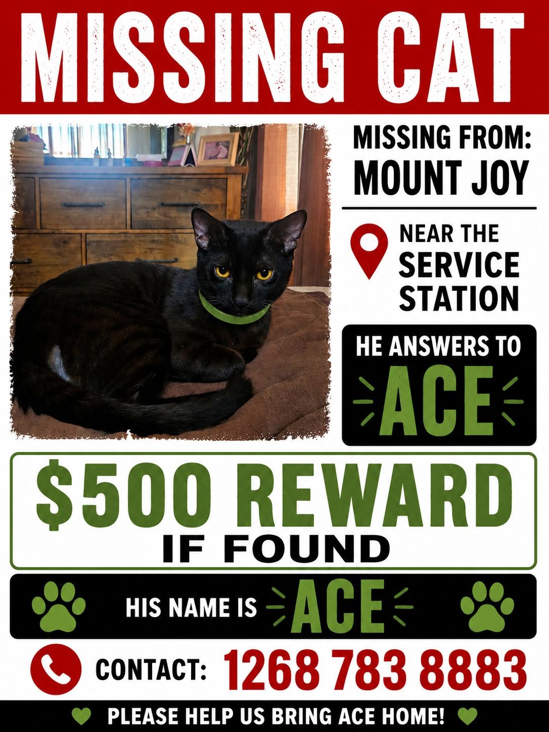 $500 Reward Offered as Search Continues for Missing Mount Joy Cat