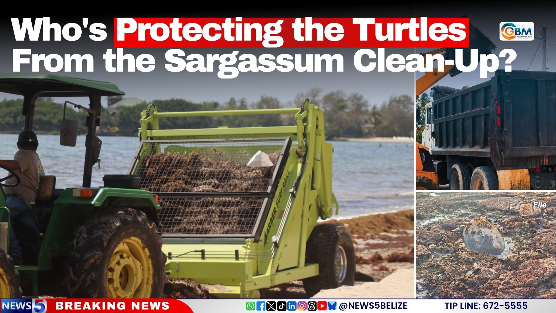 Who’s Protecting the Turtles From the Sargassum Clean-Up?