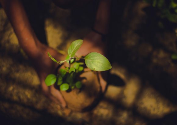 Environment Ministry announces 10 million-tree reforestation initiative