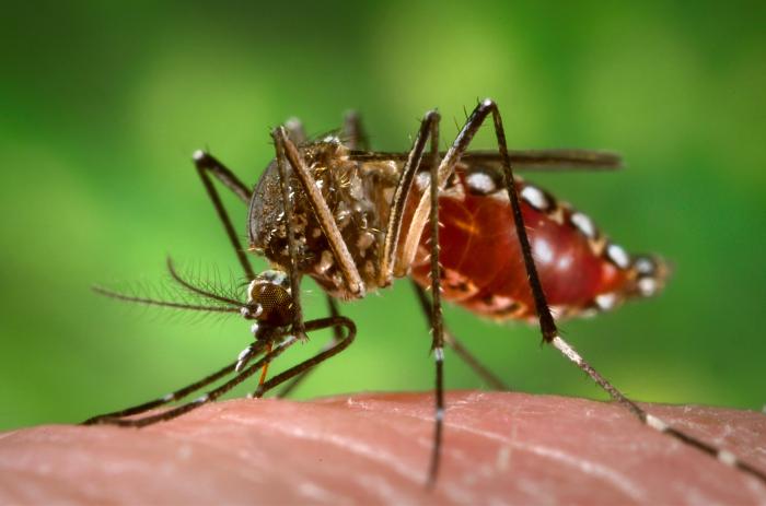 Ministry of Health urges vigilance amid increase in dengue cases