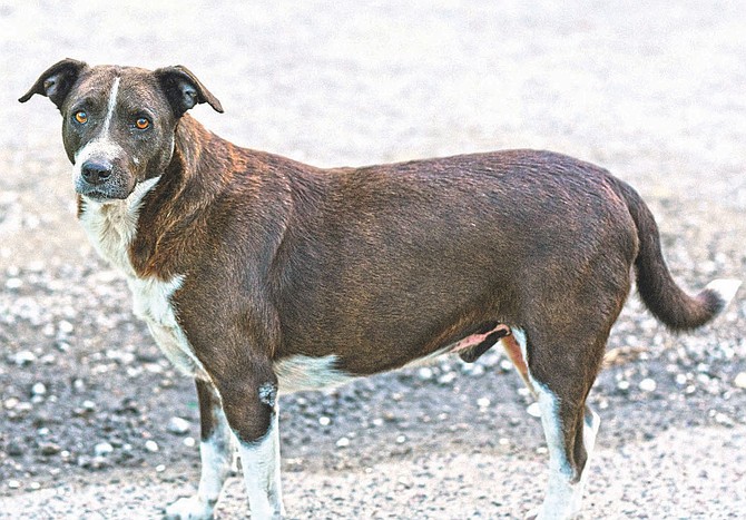 Govt vows ‘firm response ’to tackle stray dog crisis