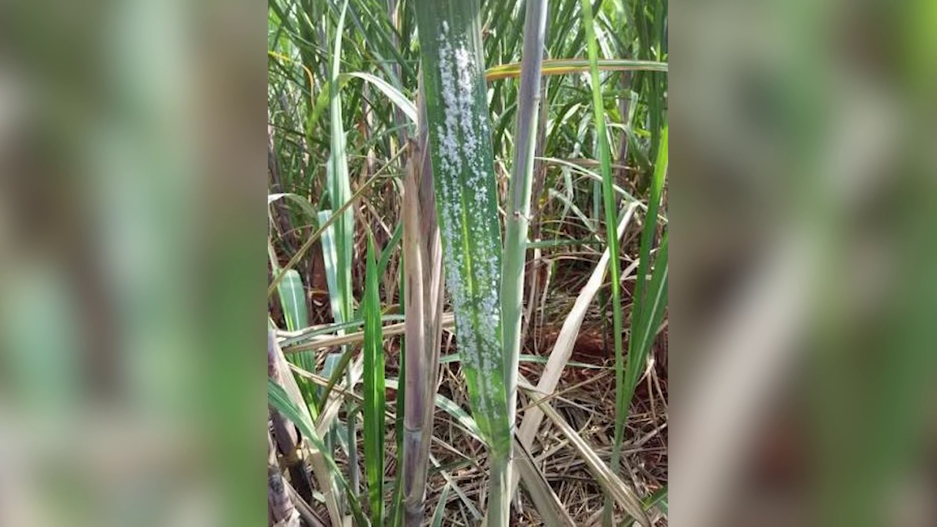 BSI Races to Protect Sugarcane as Pests Threaten Future Harvests
