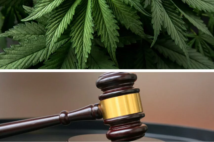 Three Jamaicans Remanded After EC$79,000 Marijuana Seizure
