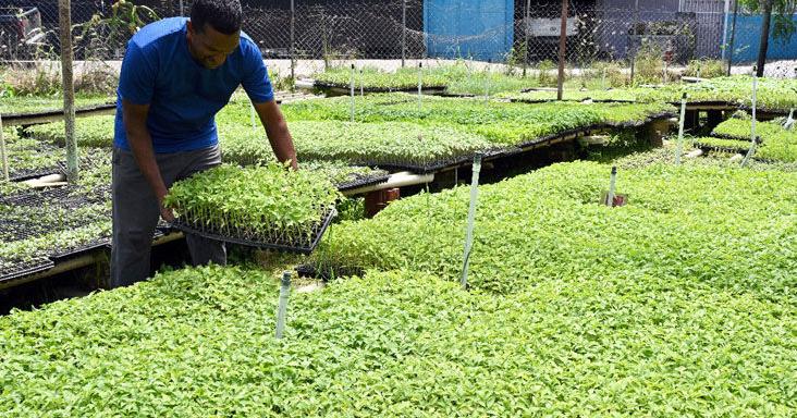‘Drought’ could mean higher Christmas prices